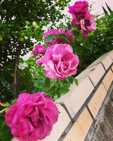 thumbs pro Purple roses at Hacienda Pèrez Garcia https