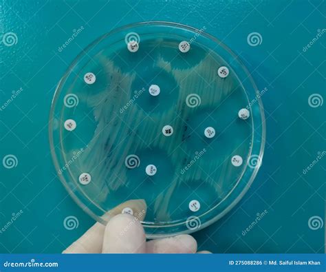 Antimicrobial Susceptibility Testing In Culture Plate Drug Sensitivity