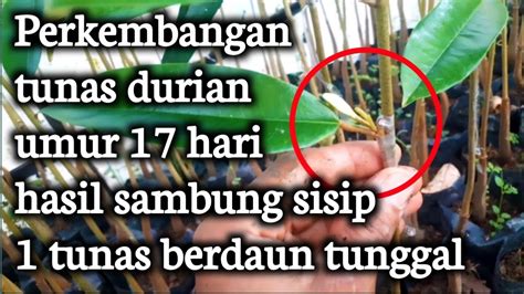 Perkembangan Tunas Durian Sambung Sisip Usia Hari Youtube