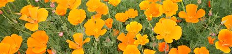 California Poppy Seeds – West Coast Seeds