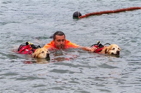 Cani Da Salvataggio La Prova Spettacolare Attualit Porto Azzurro