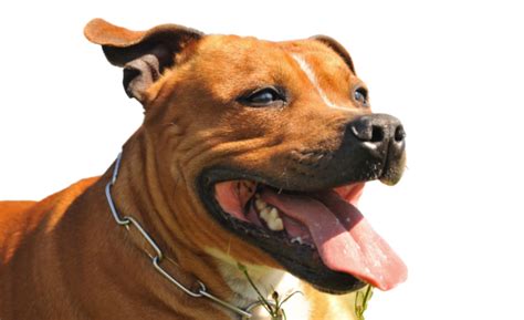 Staffordshire Bull Terrier Guard Dog Tongue Pitbull Pitbull Head