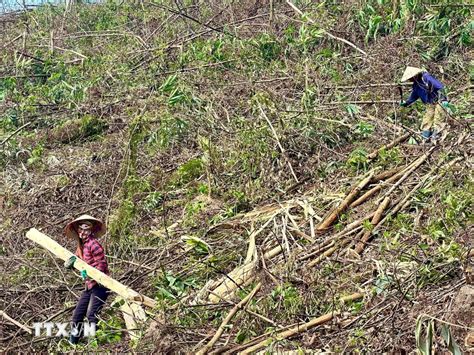 Bộ NN PTNT Khẩn trương khắc phục hậu quả rừng trồng bị thiệt hại do