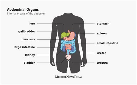 27+ Upper Abdominal Diagram - LindaDaiana