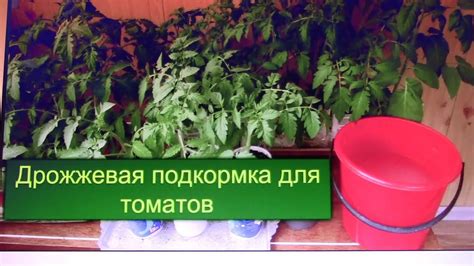 Дрожжи как удобрение для огурцов, помидоров и других овощей