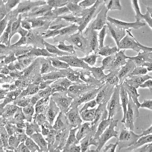 Human Non Pigmented Ciliary Epithelial Cells Innoprot Primary Cells