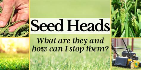 Seed Heads In Your Lawn Lawn Doctor