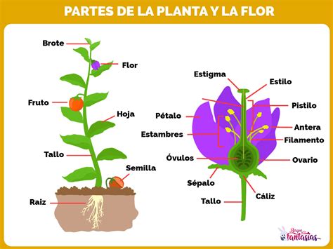 Escultura Microbio Campanilla Las Plantas Y Sus Partes Para Ni Os De