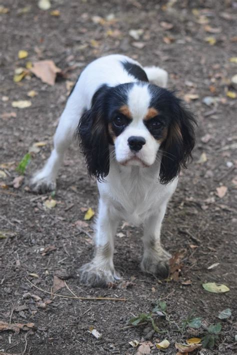 Elevage Des Lacs De L Adour Eleveur De Chiens Cavalier King Charles