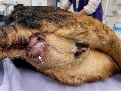 Diagnosis And Management Of Canine Anal Sac Adenocarcinomas