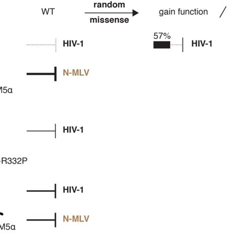 Figure Supplement 3 Summary Of Deep Mutational Scanning Results