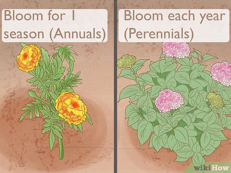 Perennial Flowers Vs Annuals Whats The Difference