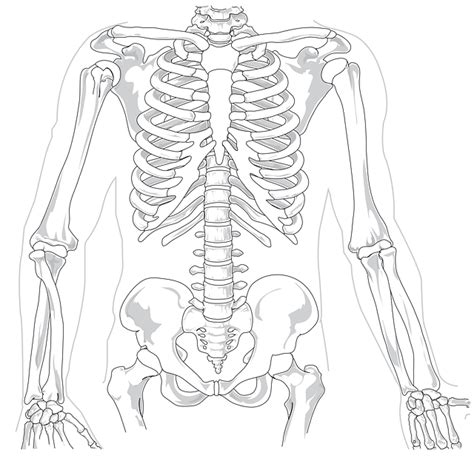 How Many Ribs Do We Have Humans Ribs Anatomy