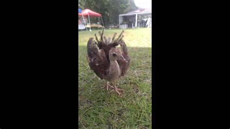 Peacocking! First time Drew proved he actually is a peacock! - YouTube