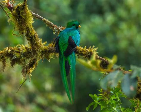 Resplendent Quetzal Facts Diet Habitat And Pictures On Animaliabio