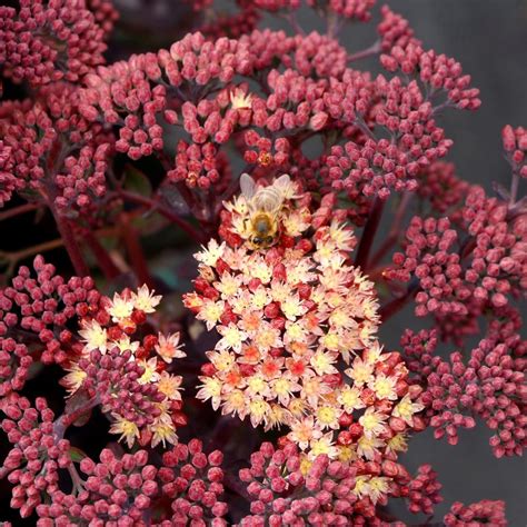 Sedum Telephium Conga Line Stonecrop From Saunders Brothers Inc