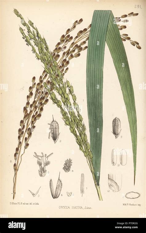 Rice Oryza Sativa Handcoloured Lithograph By Hanhart After A