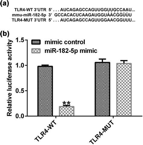 Tlr Is A Target Gene Of Mir P A Prediction Of Mir P