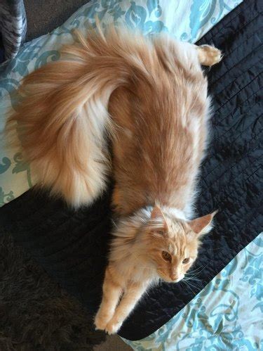 Cats With Gloriously Fluffy Tails Cuteness