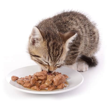 Cat food - The Ultimate Guide of Cat Nutrition [2024]