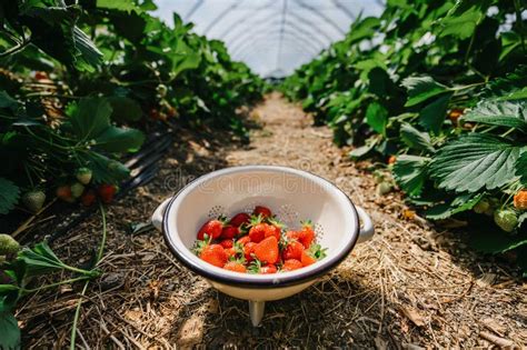 Growing Strawberries In A Greenhouse Picking And Harvesting Fruits