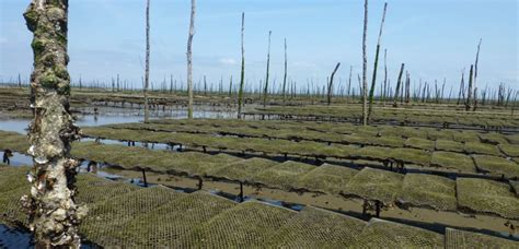 Les huîtres et les moules du Bassin interdites