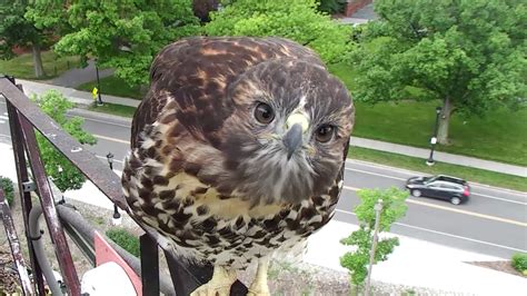 Red-tailed Hawk Cam Timeline | Cornell Lab Bird Cams Cornell Lab Bird Cams