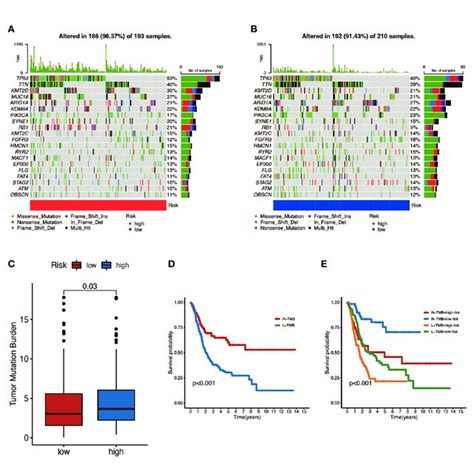 The Relationship Between Tumor Mutation Burden Tmb And Risk Score Download Scientific