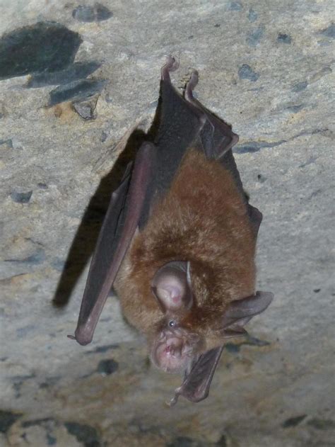 Smaller horseshoe bat (Rhinolophus megaphyllus)