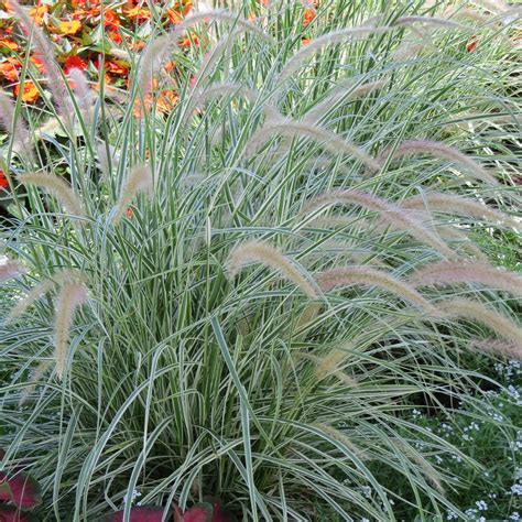 Pennisetum Graceful Grasses Sky Rocket Buy Fountain Grass Annuals Online