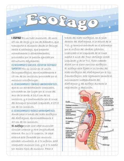 Esófago Jeffrey Ariel Loayza Baldellon uDocz