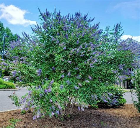 13 Beautiful Trees With Blue Flowers Balcony Garden Web