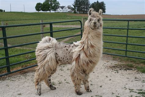 Our Llamas Goose Lake Argentine Llama Farm