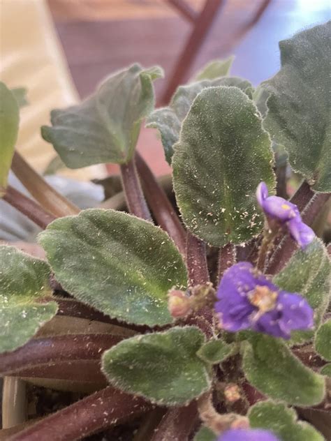 What Are These Bugs On African Violets Best Way To Get Rid Of Them Rgardeningaustralia