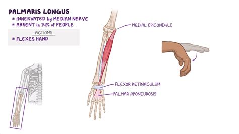 Muscles of the forearm: Video, Anatomy & Definition | Osmosis