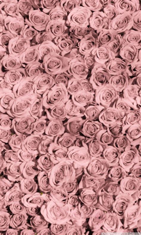 Pink Roses Vintage Wallpapers - Top Free Pink Roses Vintage Backgrounds - WallpaperAccess