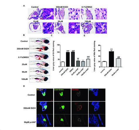 P Hap Attenuated Hepatic Steatosis Induced By Alcohol In Zebrafish