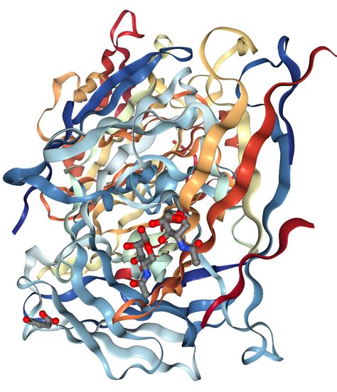 Cadherin 6k Cadherin Protein Overview Sino Biological