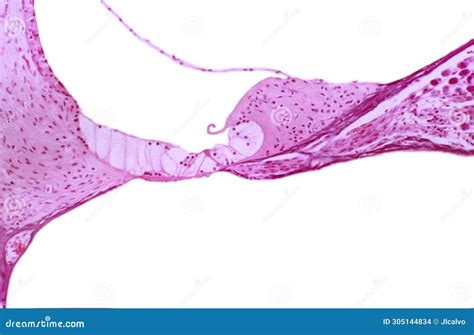 Organ Of Corti Stock Photo Image Of Micrograph Cochlea