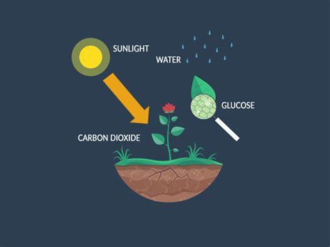 Photosynthesis Process: Carbon Dioxide to Glucose - Earth How