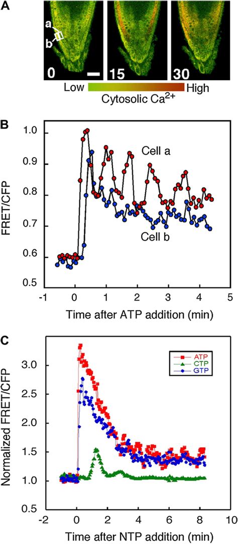 Effects Of Ntps On Ca Cyt Response In Arabidopsis Seedlings