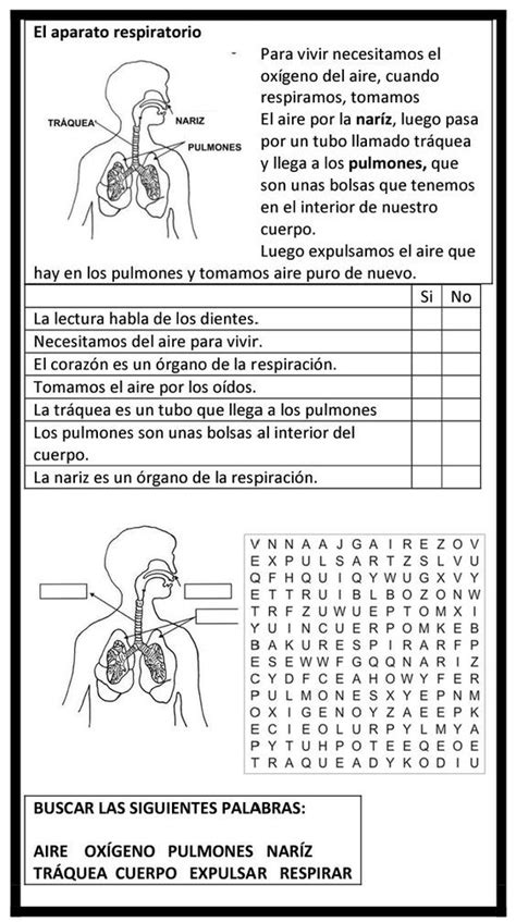 Ciencias Actividad Del Aparato Respiratorio