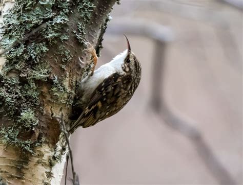 Treecreeper Wildlife Photography