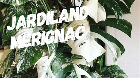 Monstera Variegata Jardiland M Rignac Youtube