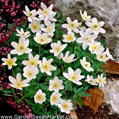 Wood anemone - 1 pc – Garden Seeds Market | Free shipping