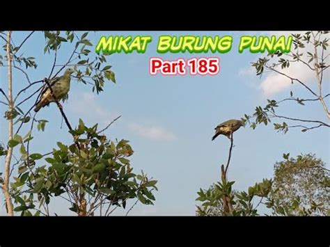 Cara Pasang Pulut Dahan Mulut Burung Punai YouTube