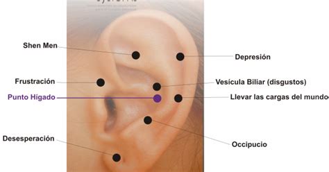 Punto Hígado en Auriculoterapia y aspectos emocionales del elemento