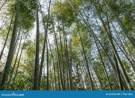 Bambu Direto Na Floresta De Bambu Foto De Stock Imagem De Ambiente