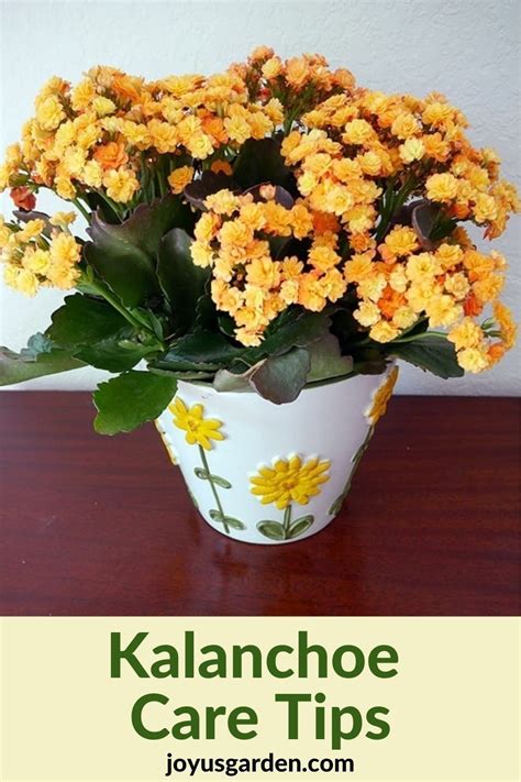 Flowering Kalanchoes How To Grow These Blooming Succulents House