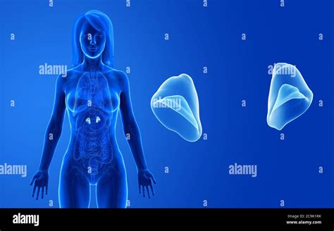 Female Adrenal Glands Illustration Stock Photo Alamy